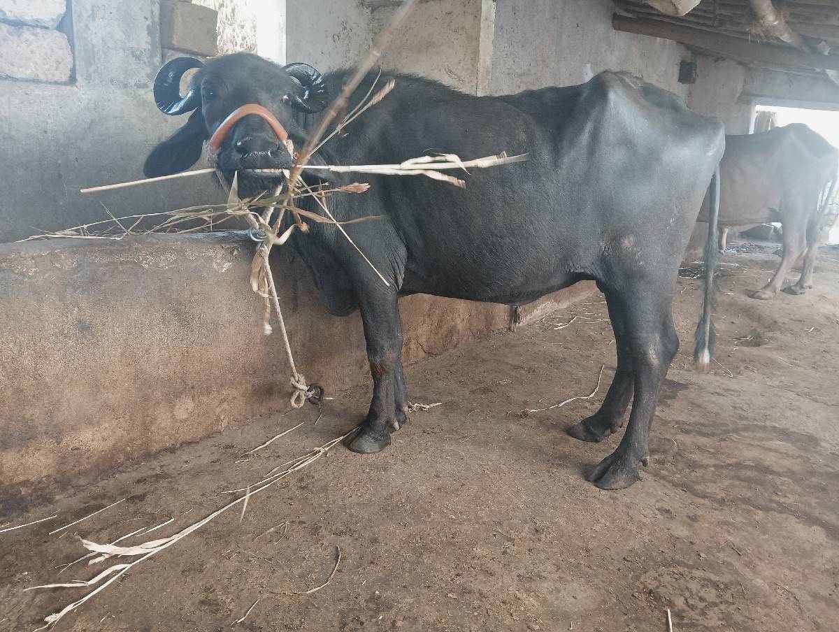 ભેશ વેચવાની