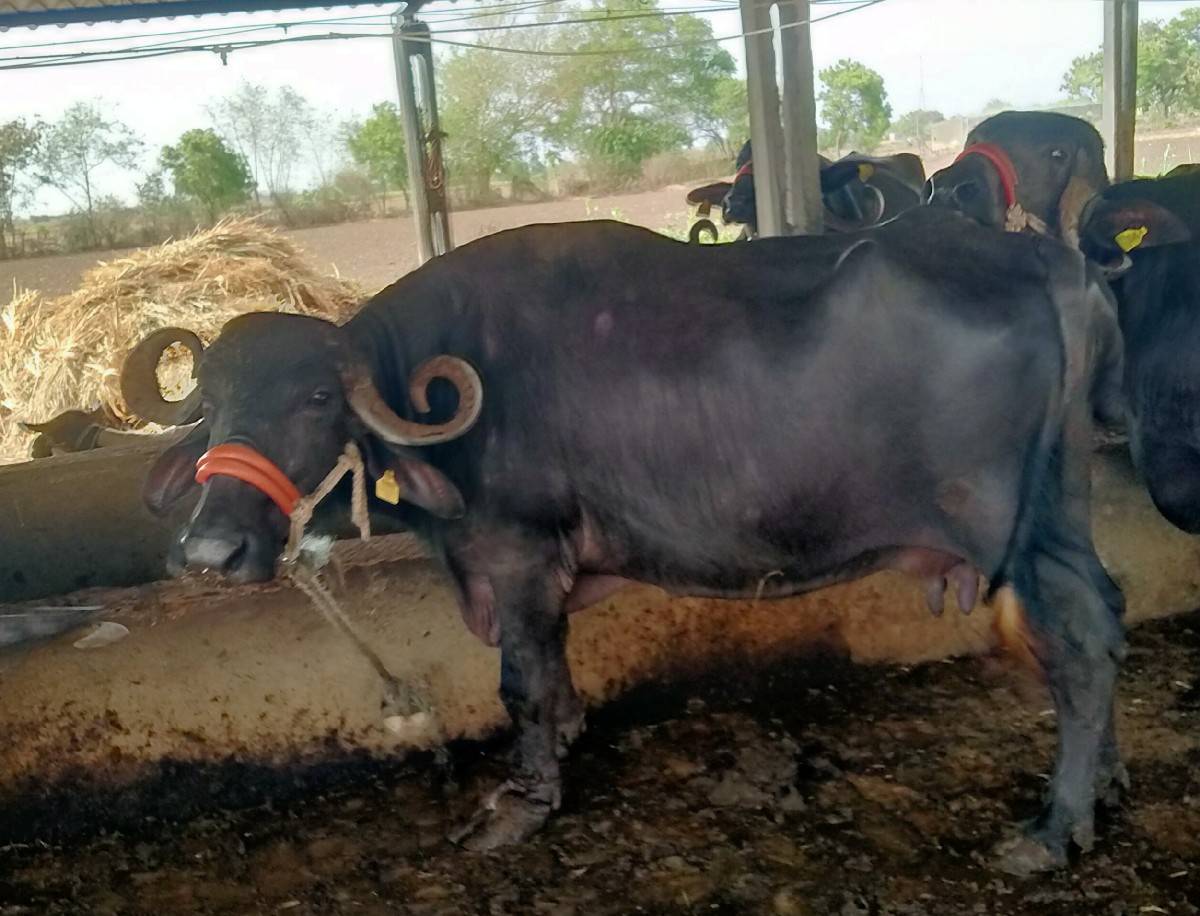 ભેંસ વેચવાની છે