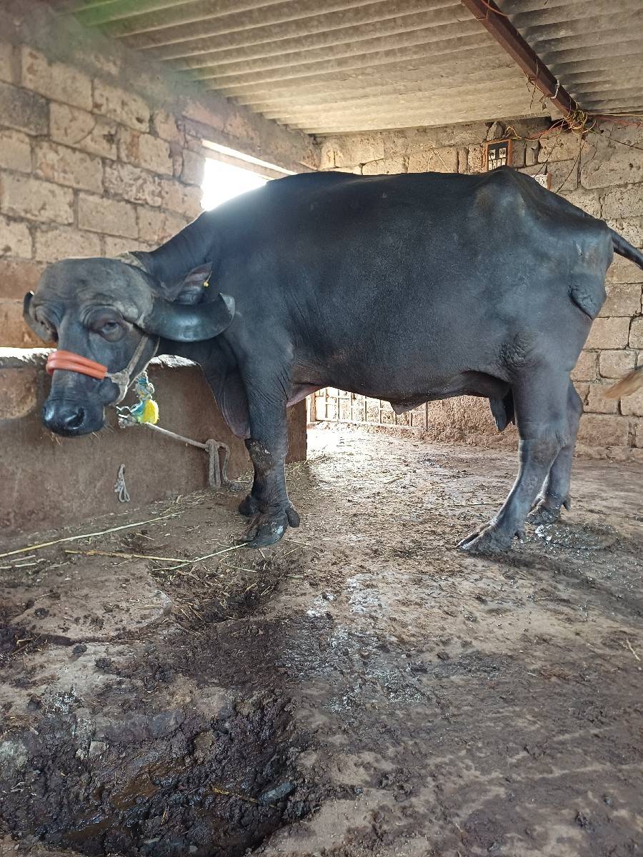 સિસોદિયા સાપરાજભાઈ નાનુભાઈ