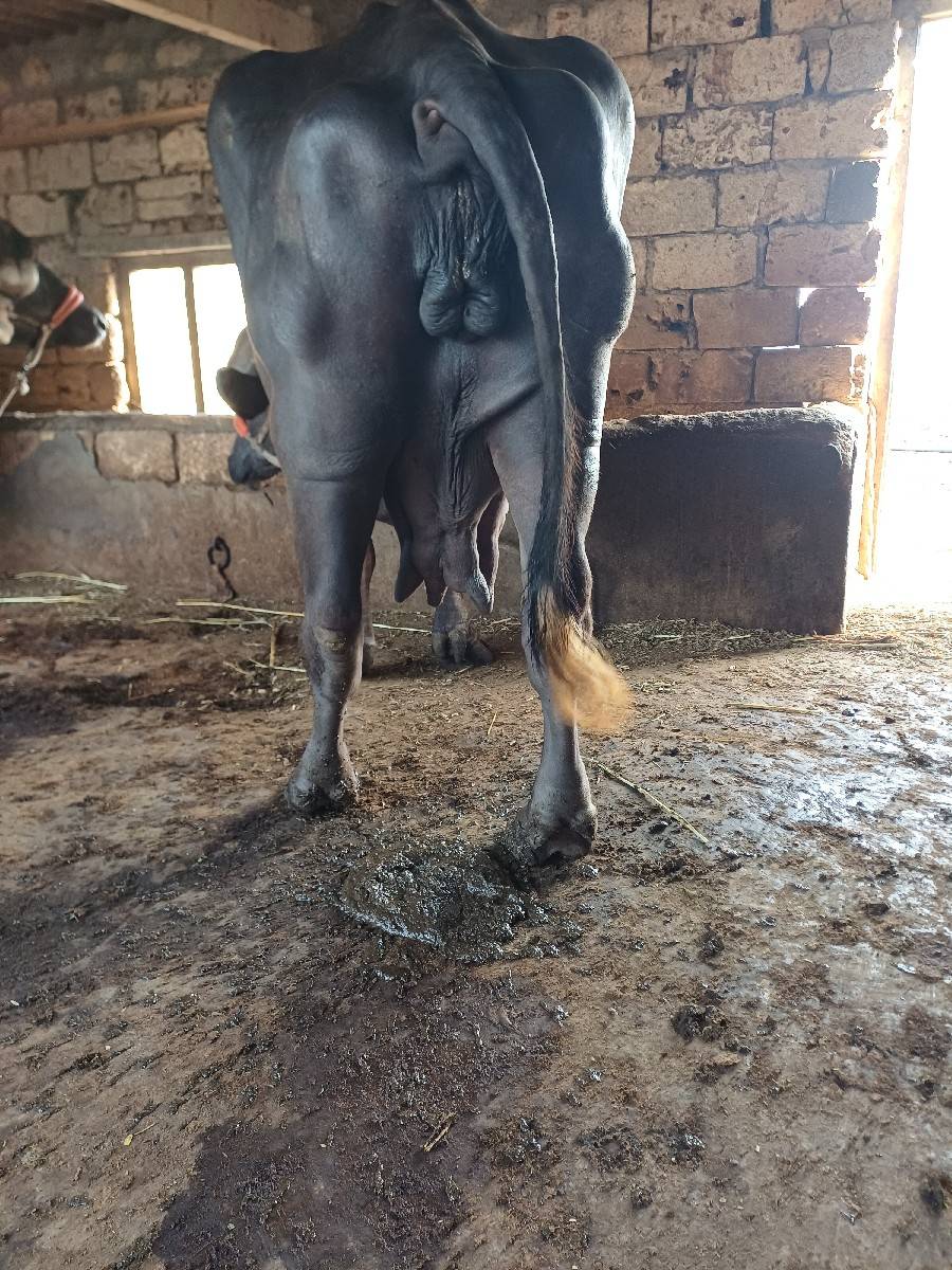 સિસોદિયા સાપરાજભાઈ નાનુભાઈ