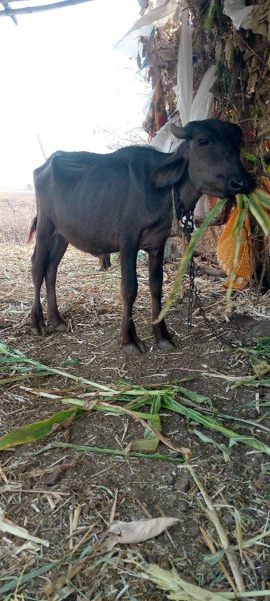 સુરેશભાઈ