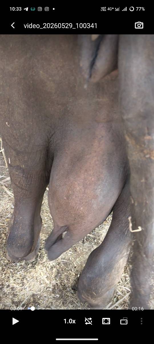 ભેંસ