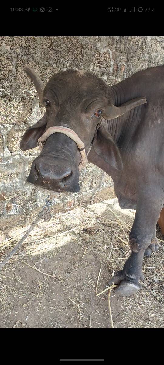 ભેંસ