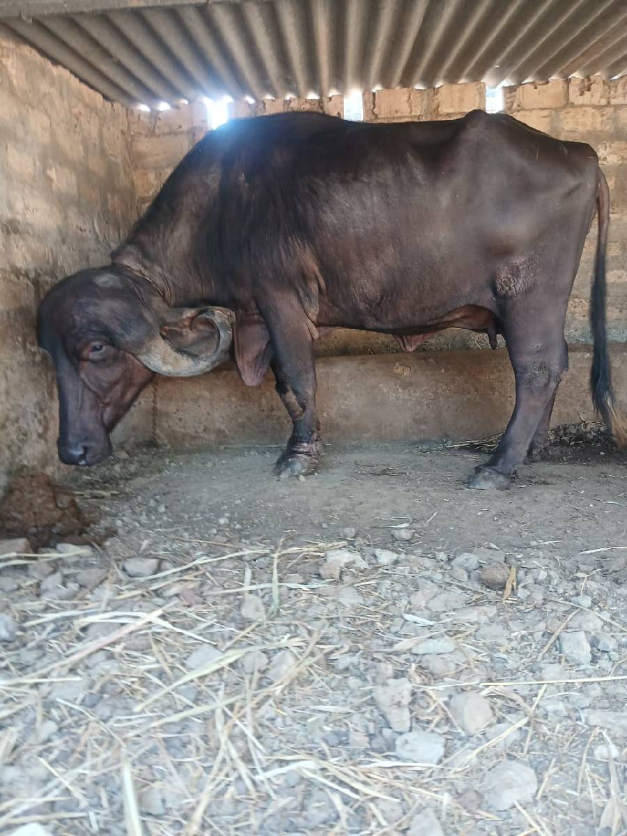 આ.ખડાયવેશવાનિછે