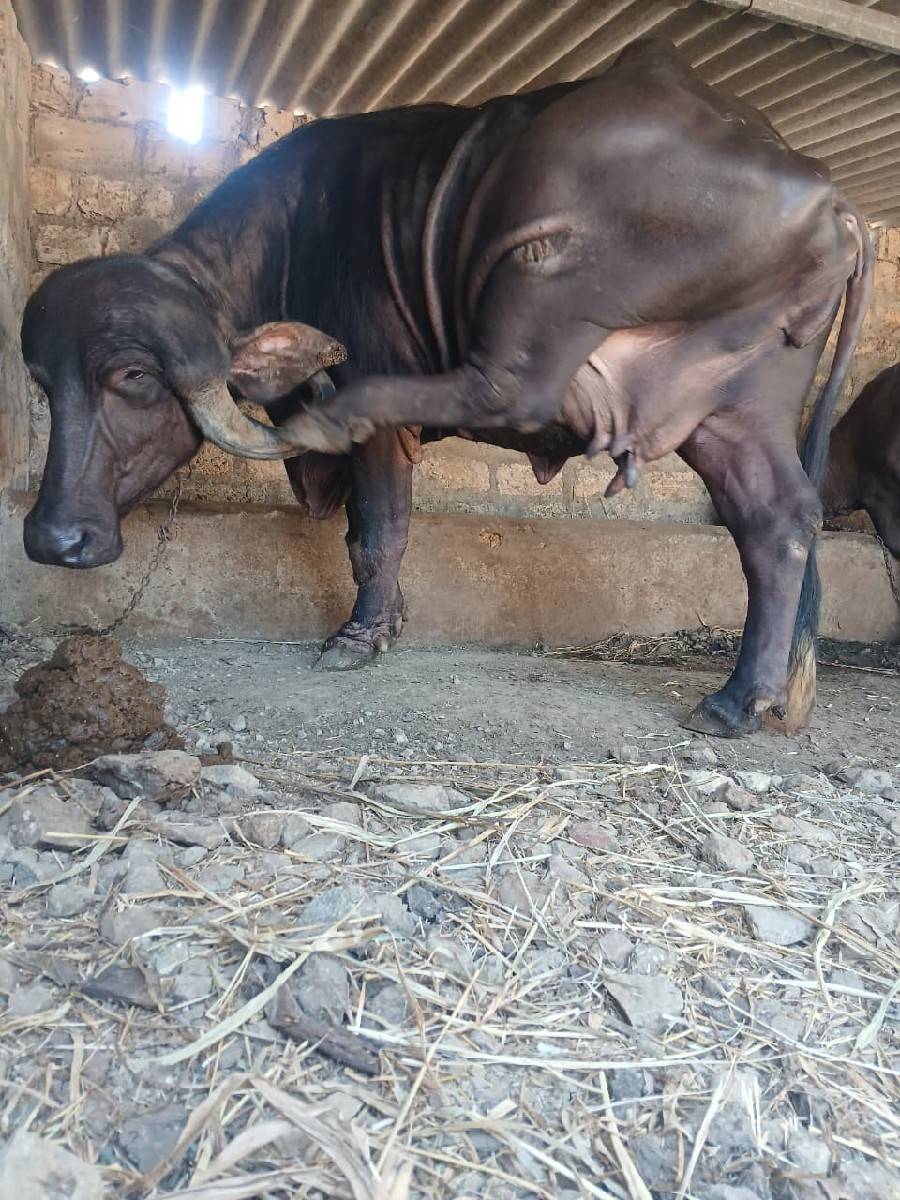 આ.ખડાયવેશવાનિછે