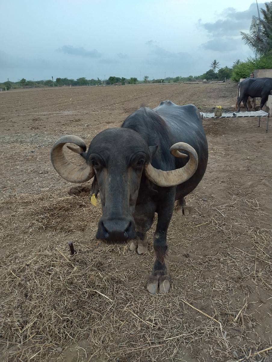 જાફરાબાદી ભેંસ વેચવાની છે