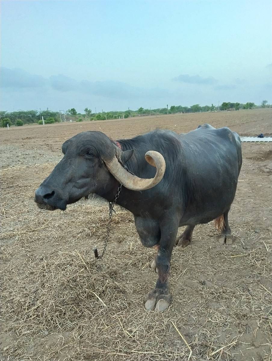 જાફરાબાદી ભેંસ વેચવાની છે
