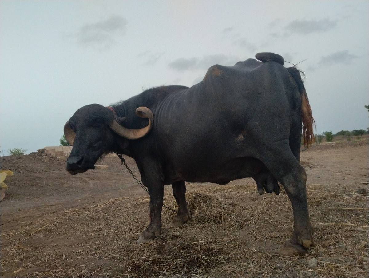 જાફરાબાદી ભેંસ વેચવાની છે