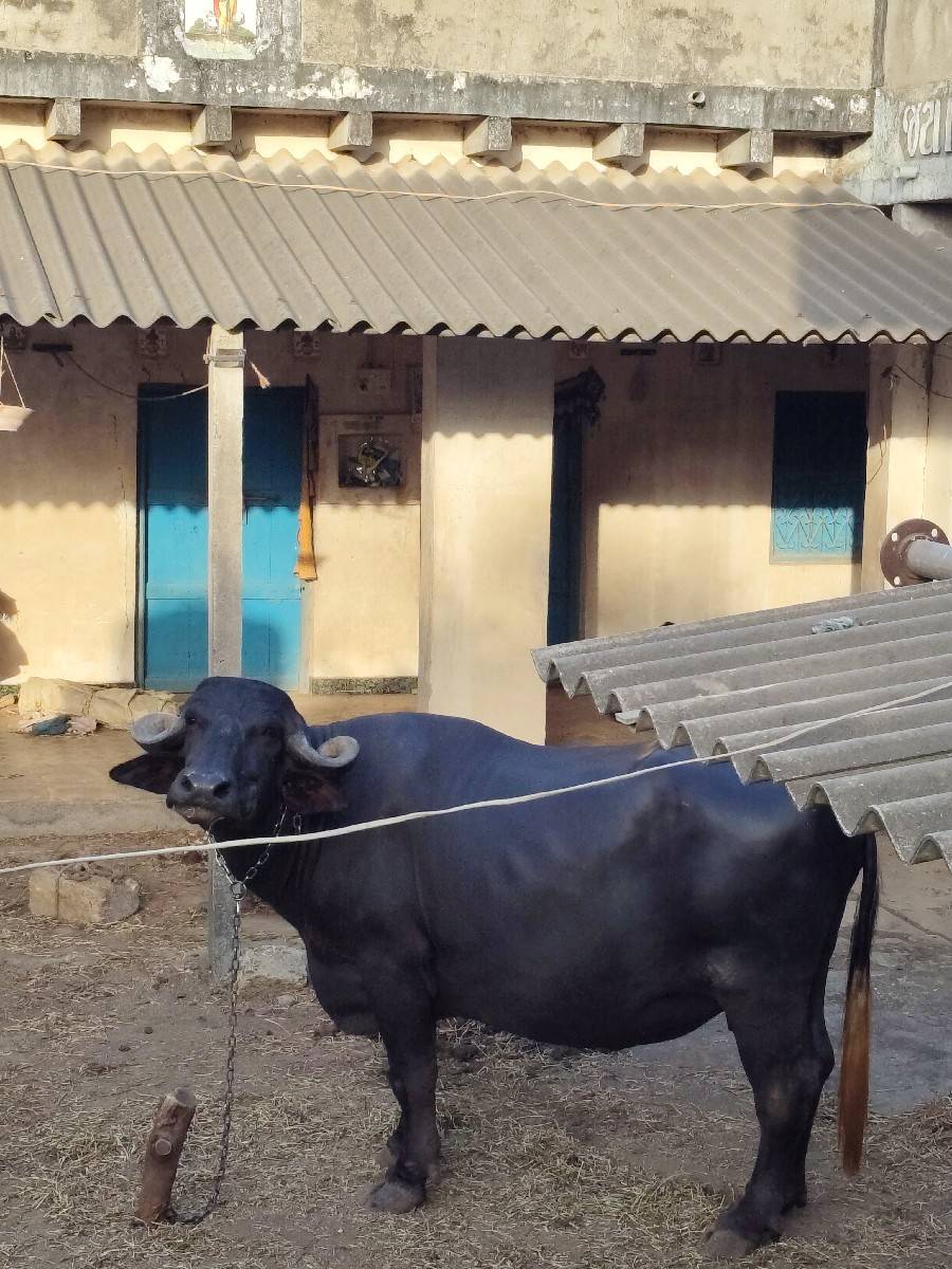 ઊંચાઇ લંબાઈ પુરે પુરી