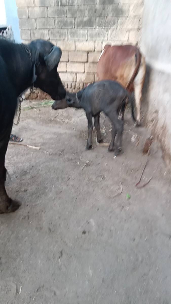 વેશવાની
