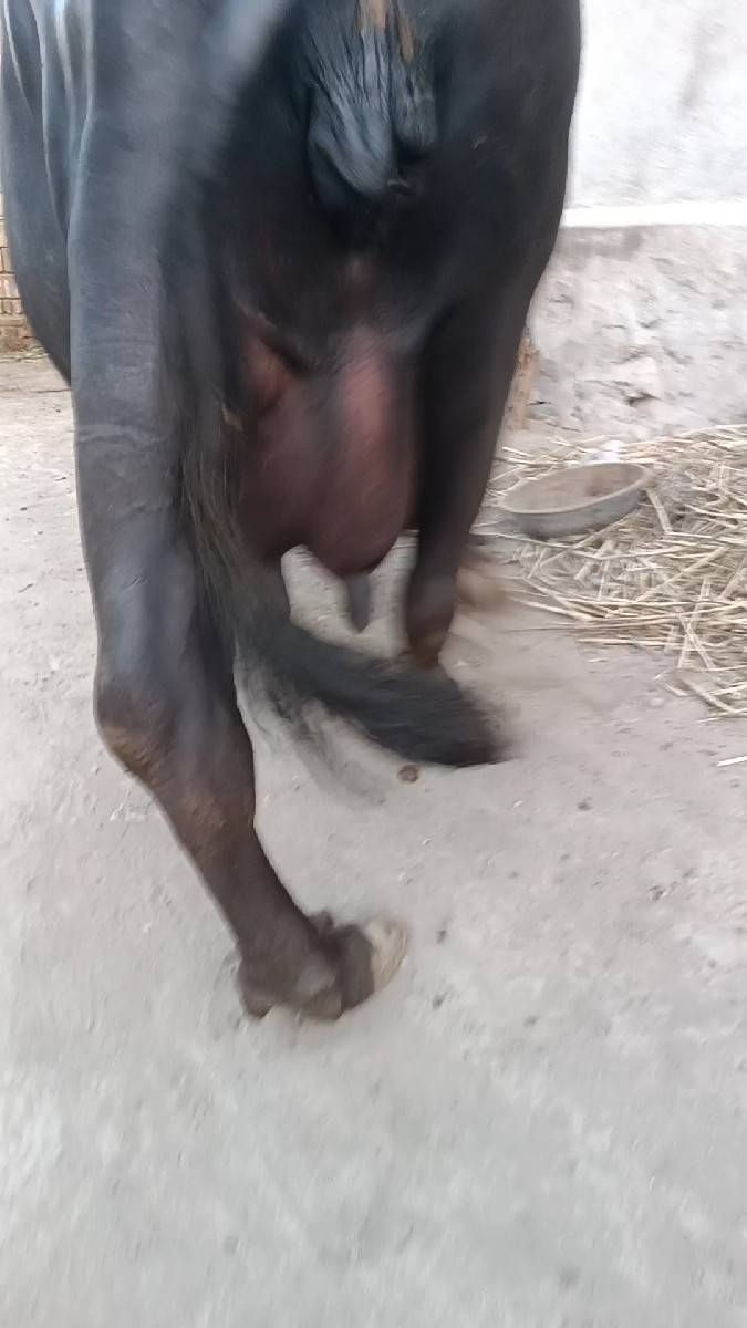 વેશવાની