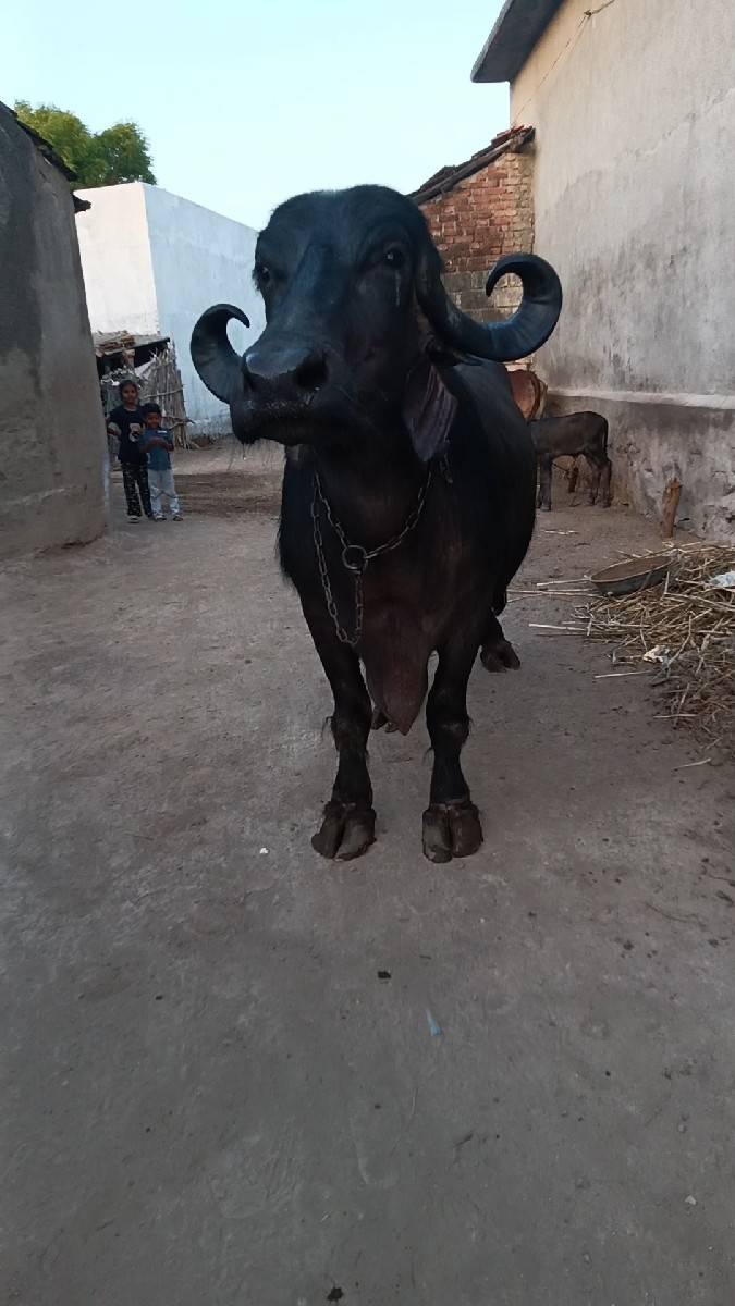 વેશવાની