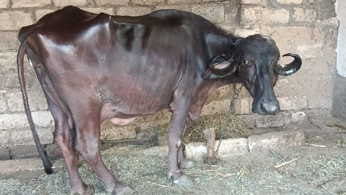 ભેંસ વેચવાની છે
