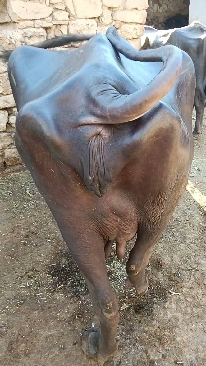 ભેંસ વેચવાની છે