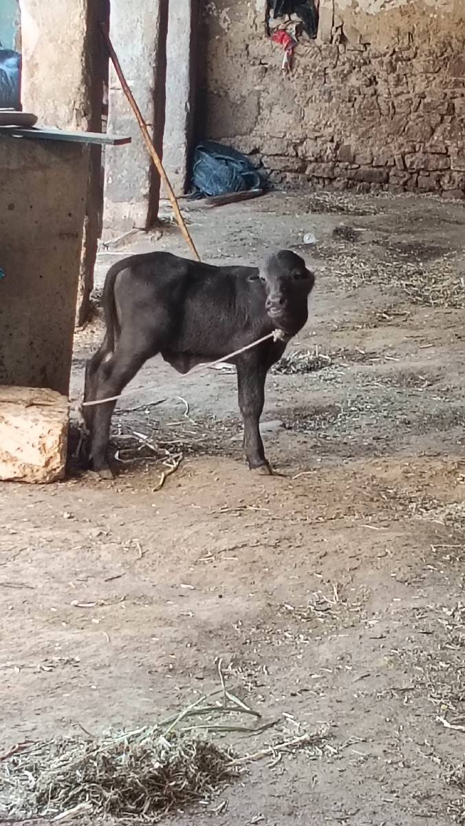 ભેંસ વેચવાની છે