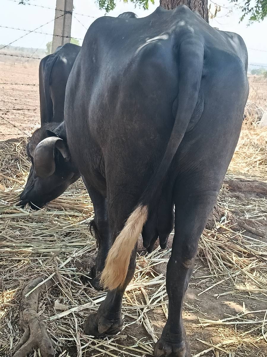 ભેંસ વેચવાની છે