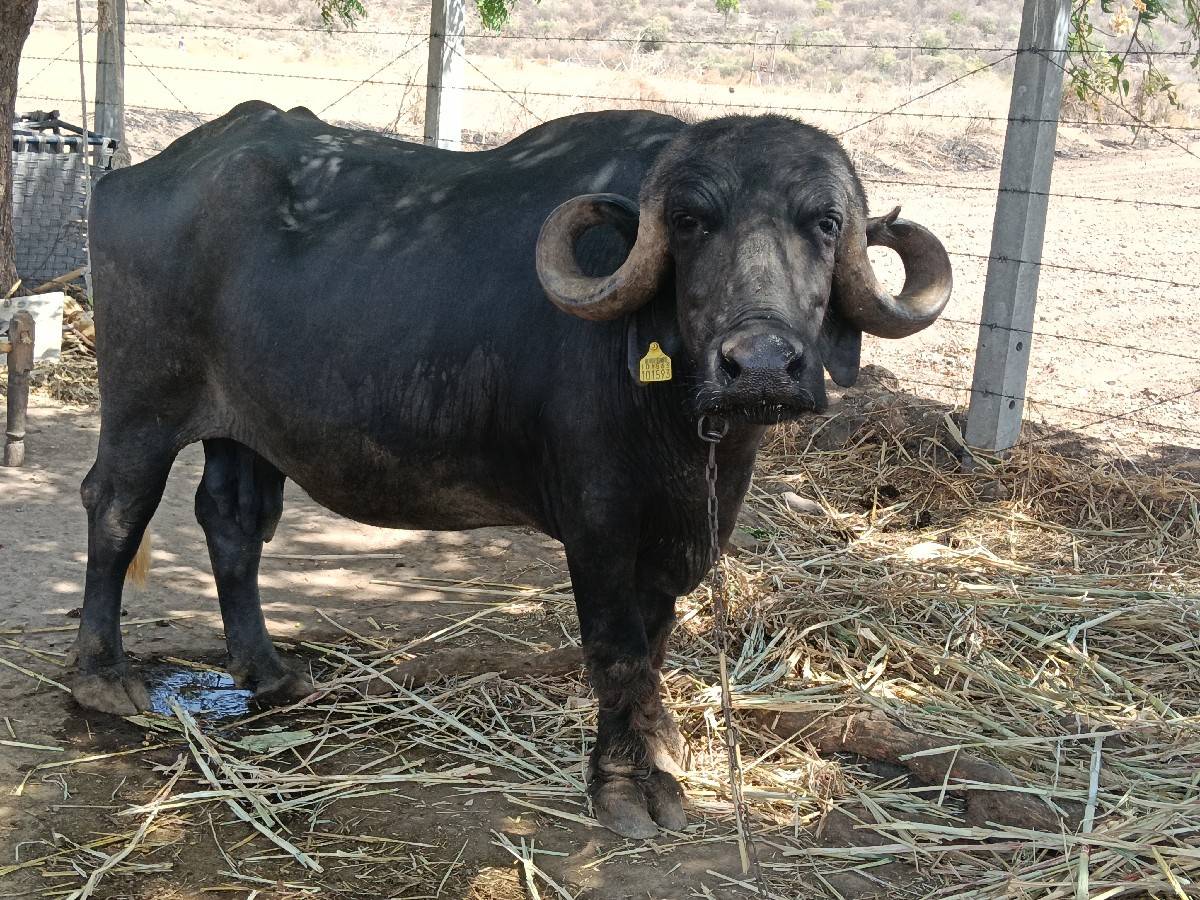 ભેંસ વેચવાની છે