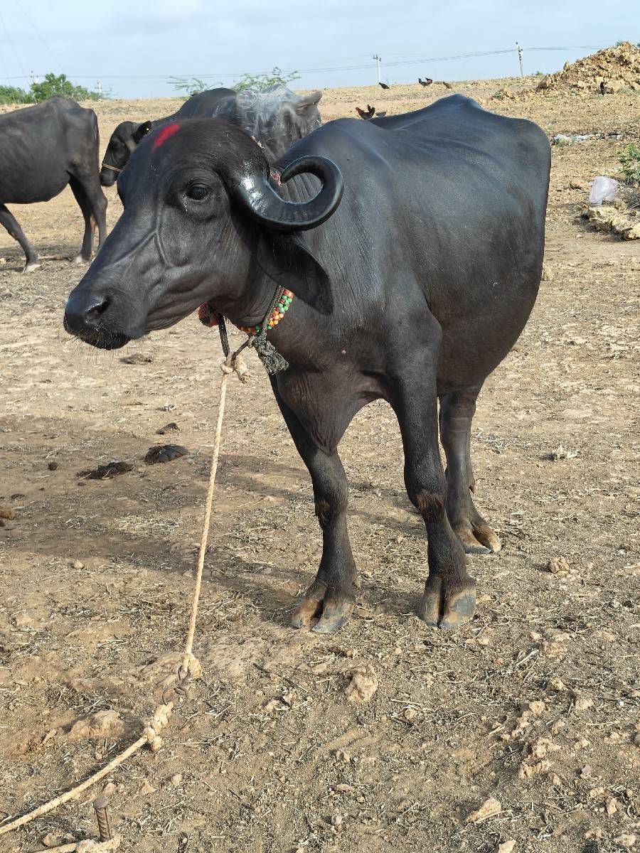 ખડેલી