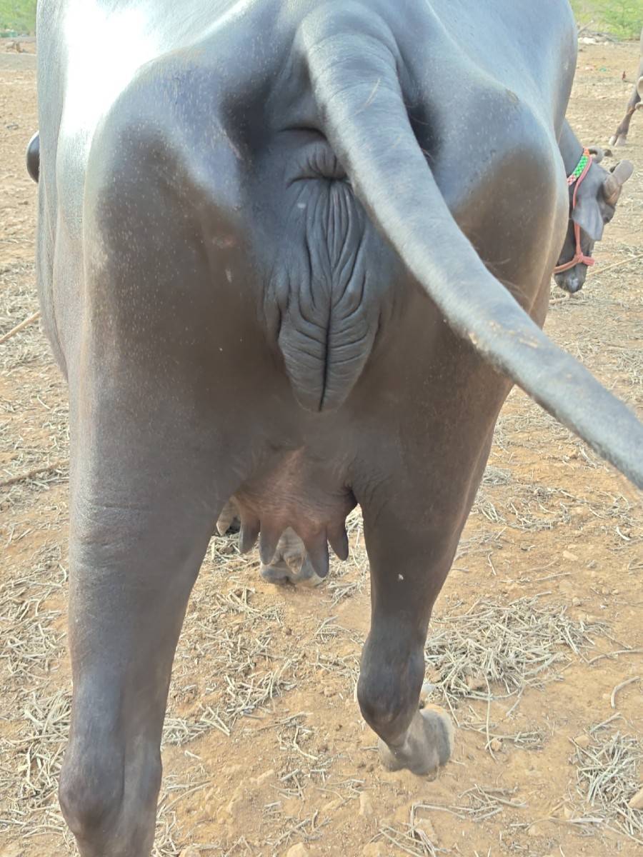 ખડેલી