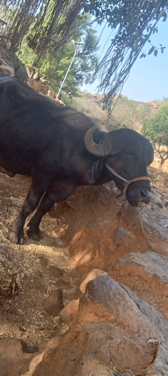 પાડો વેચવાનો છે