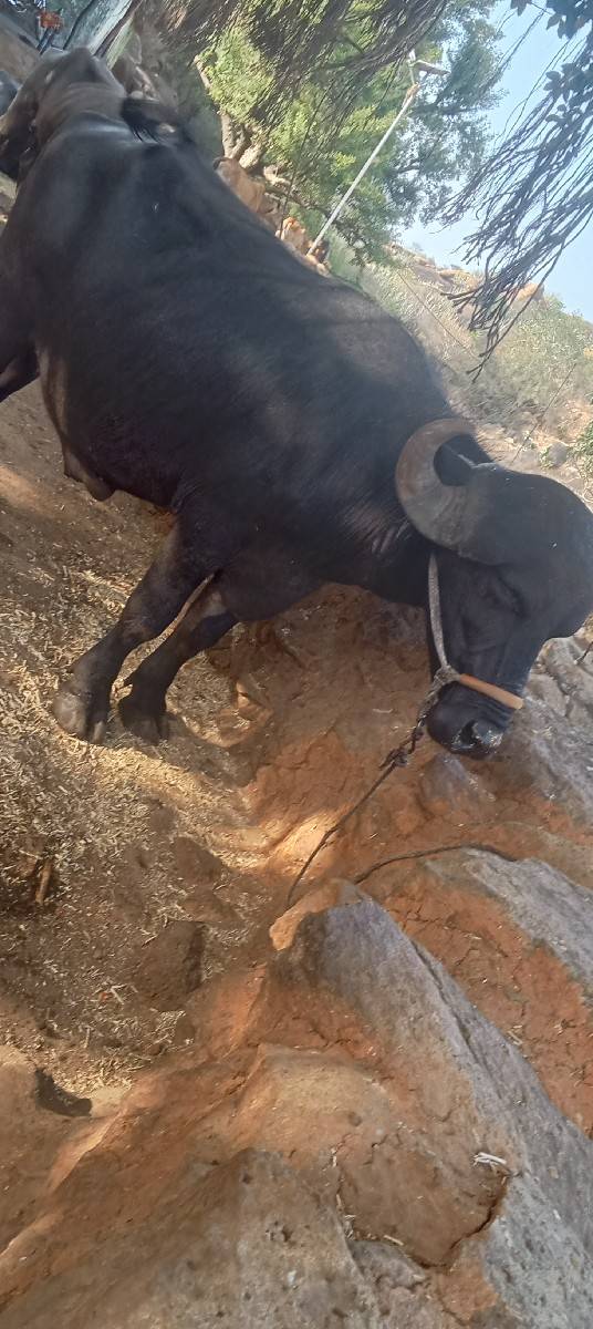 પાડો વેચવાનો છે