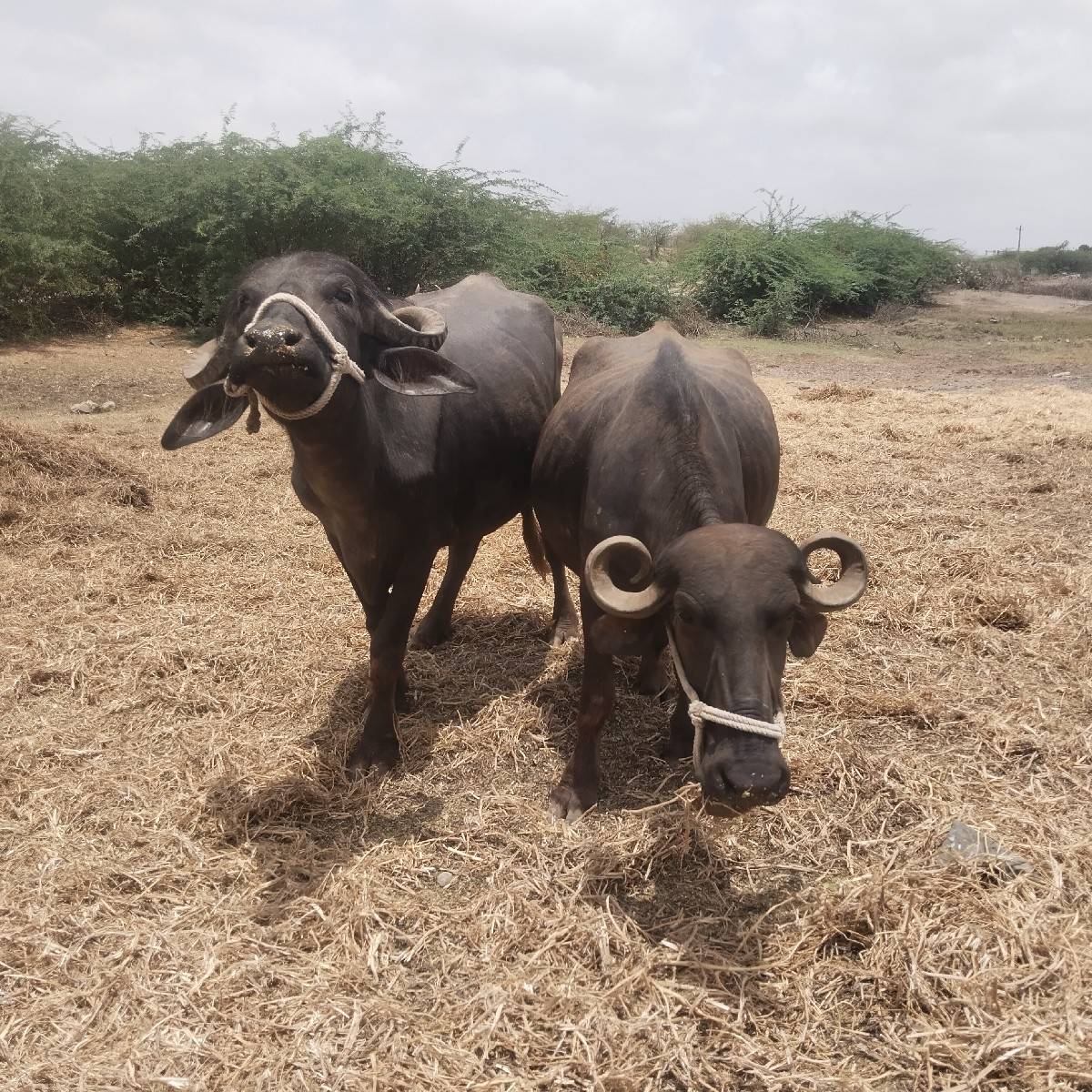 ખળેલી વેચવાની છે