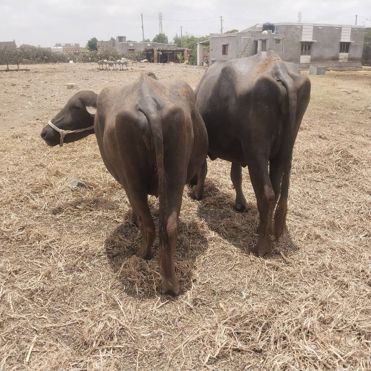 ખળેલી વેચવાની છે