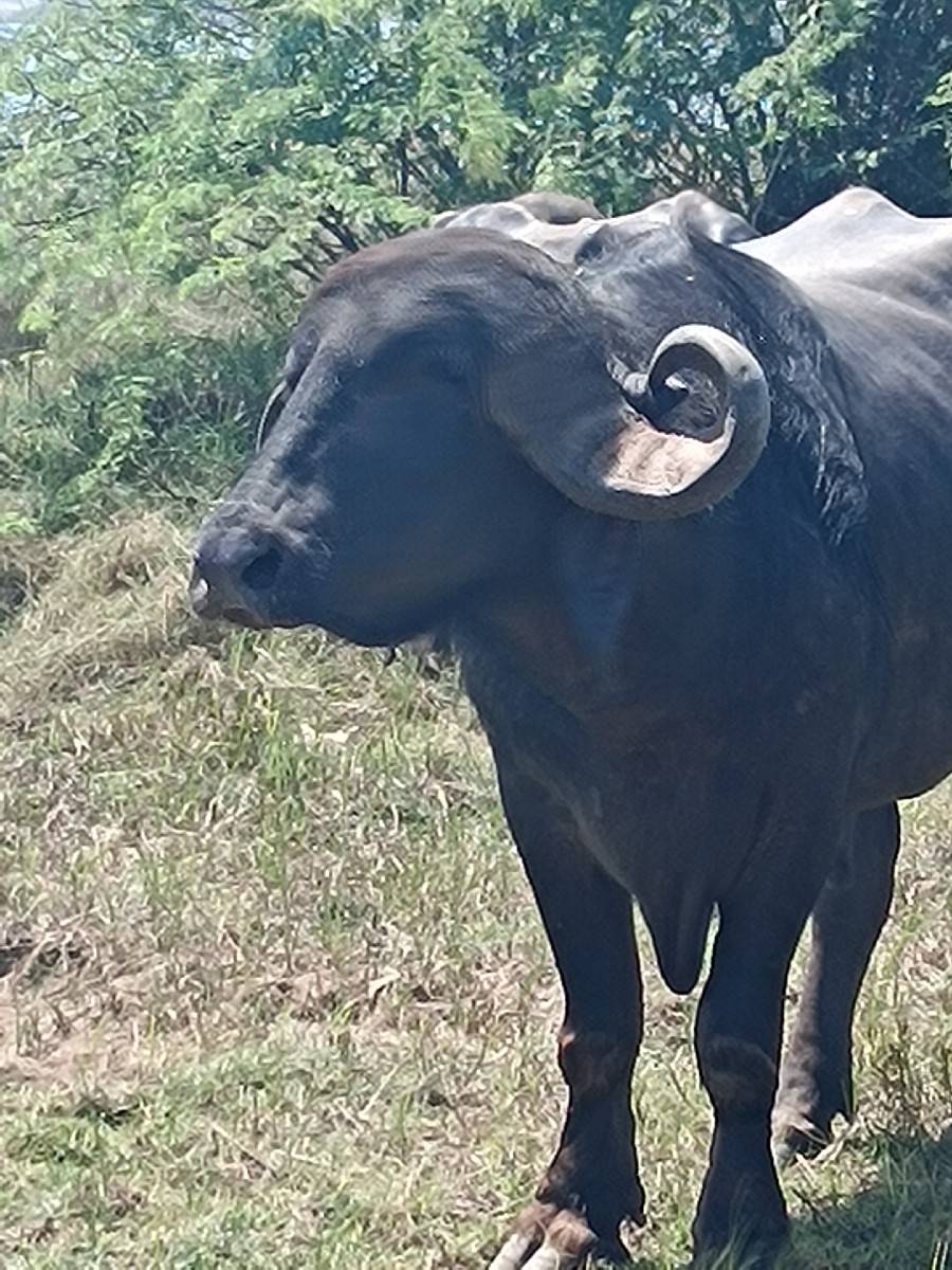 ઊંચાઈ લંબાઈ પૂરી જાફરાબાદી પાડો