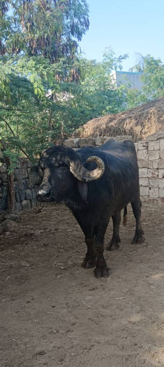 ઊંચાઈ લંબાઈ પૂરી જાફરાબાદી પાડો