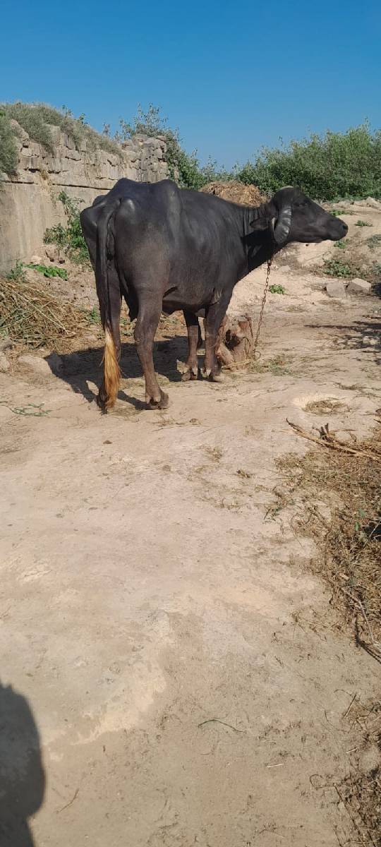 ખળેલી વેચવાની છે