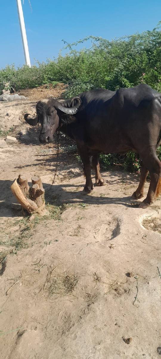 ખળેલી વેચવાની છે