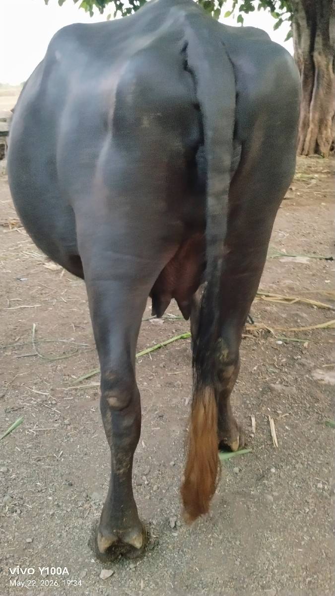 કૂઢલિ ભેંસ વેચ વાનિછે