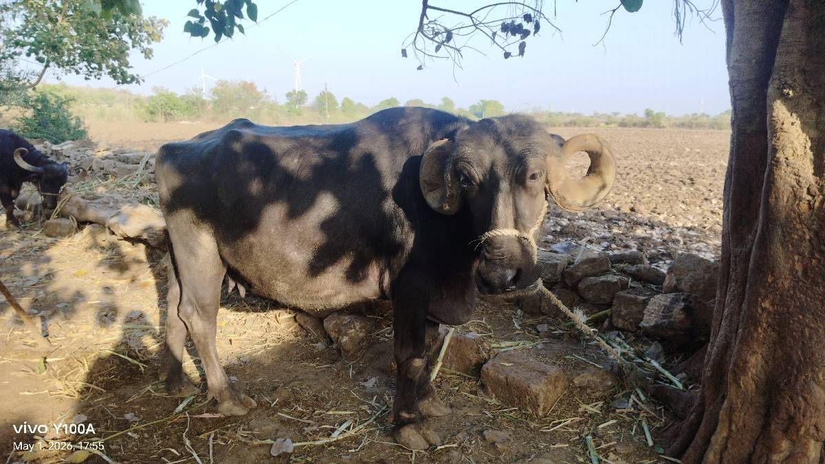 કૂઢલિ ભેંસ વેચ વાનિછે