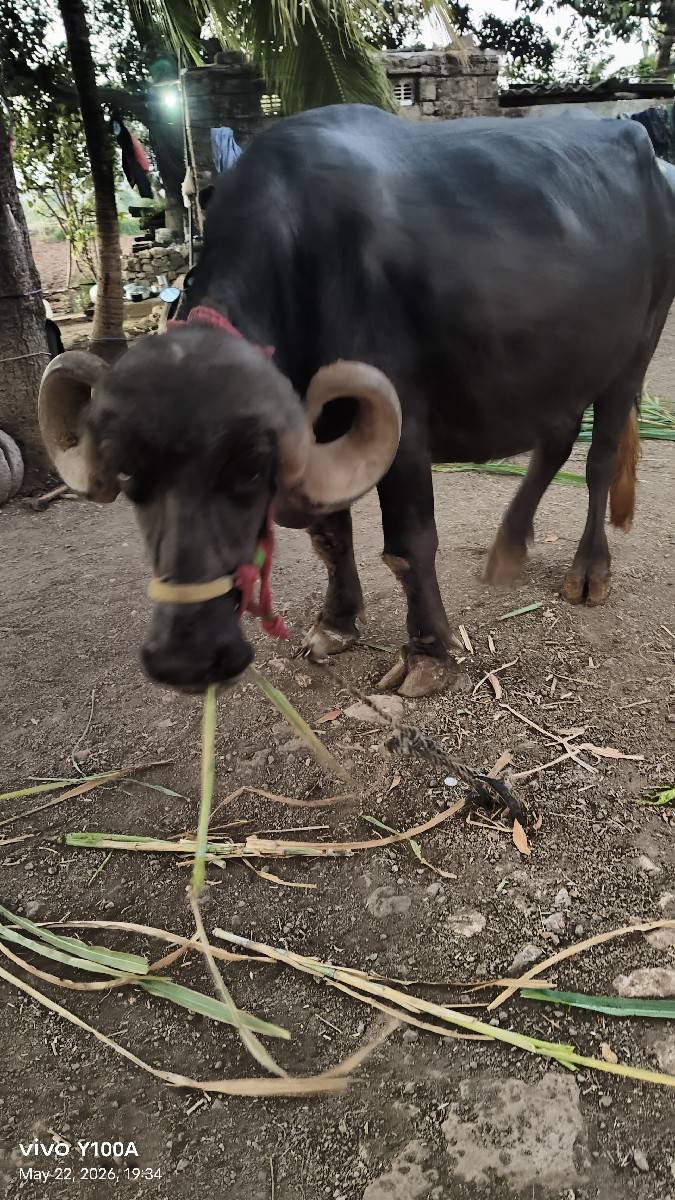 કૂઢલિ ભેંસ વેચ વાનિછે