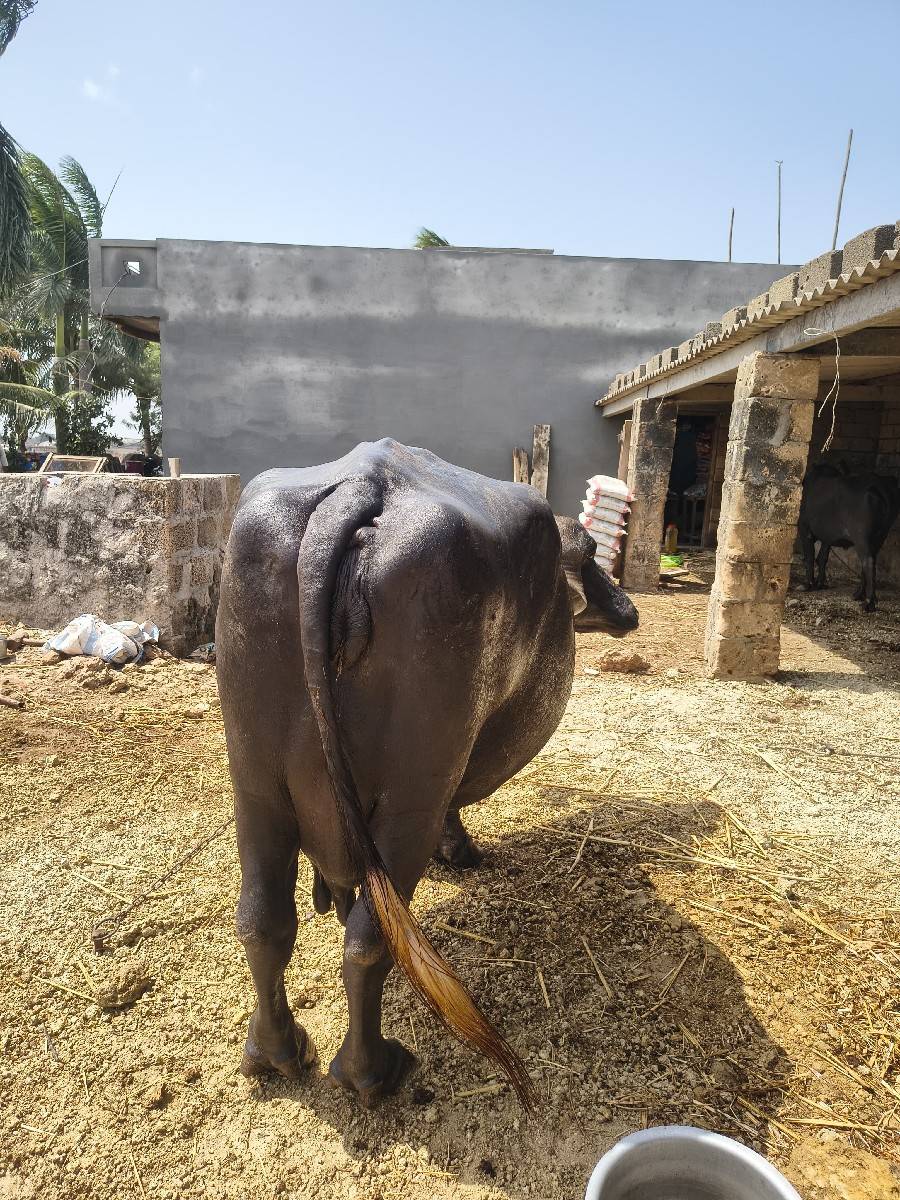 ભેંસ વેચવાની છે