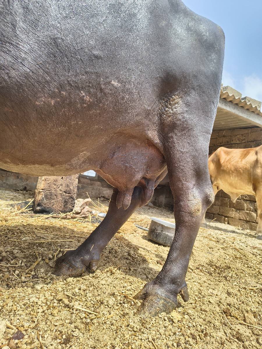 ભેંસ વેચવાની છે