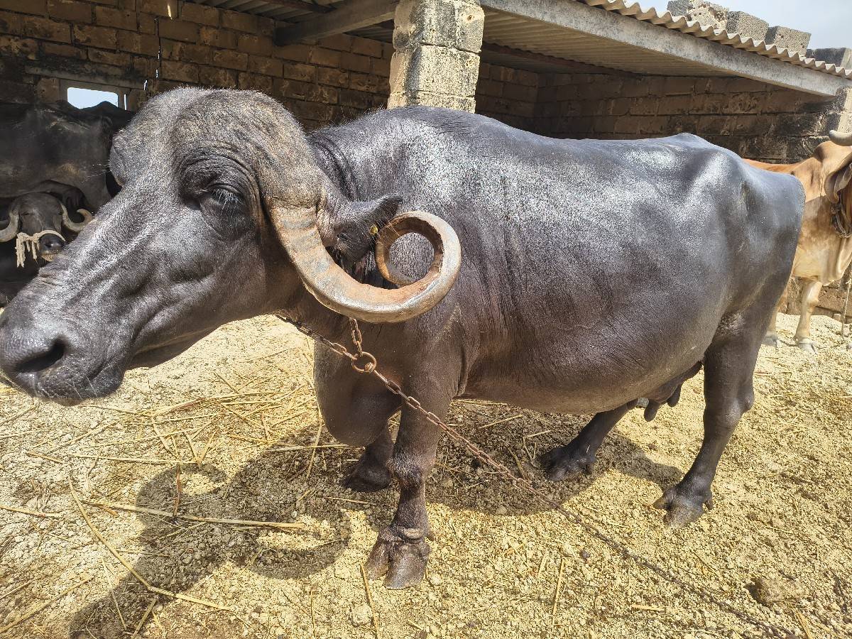 ભેંસ વેચવાની છે