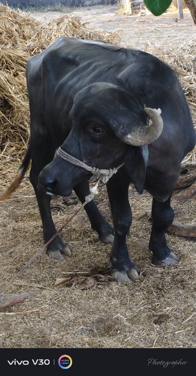 ખળેલિ વેચવાની છે બેદાતે છે