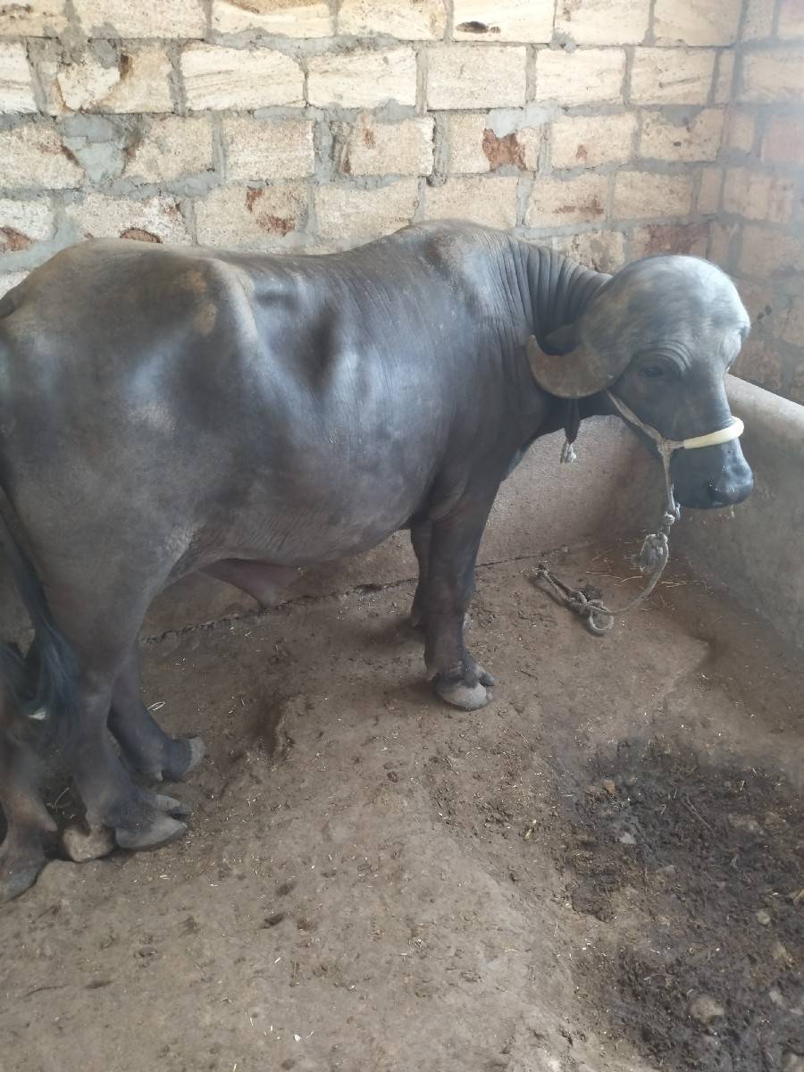 પાડો વેચવાનો છે