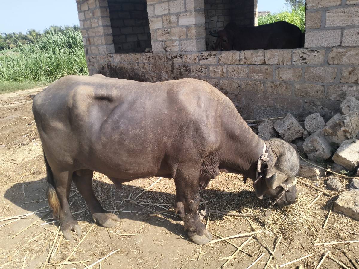 પાડો વેચવાનો છે