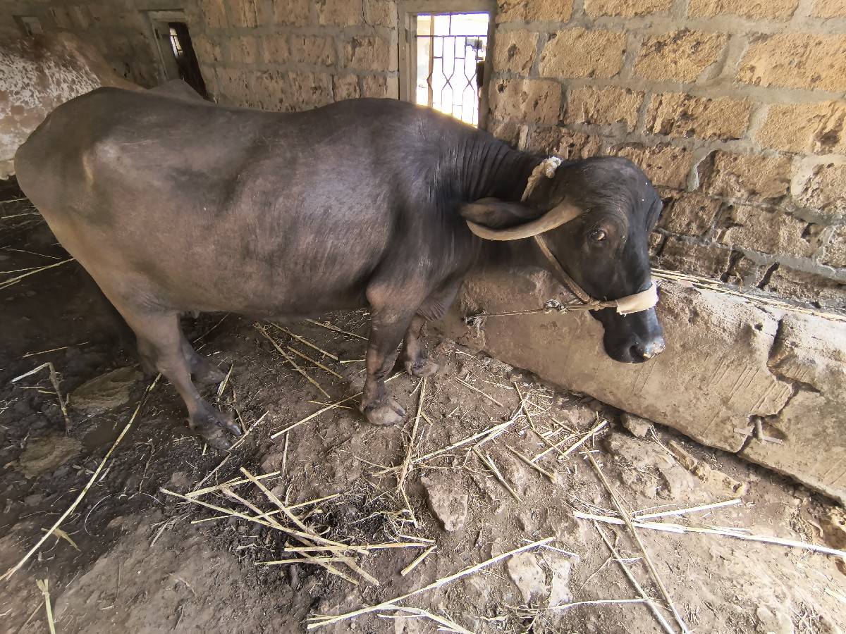 ભેંસ વેચવાની છે
