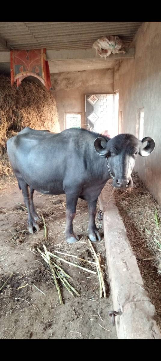 ખળેલી વેચવાની છે
