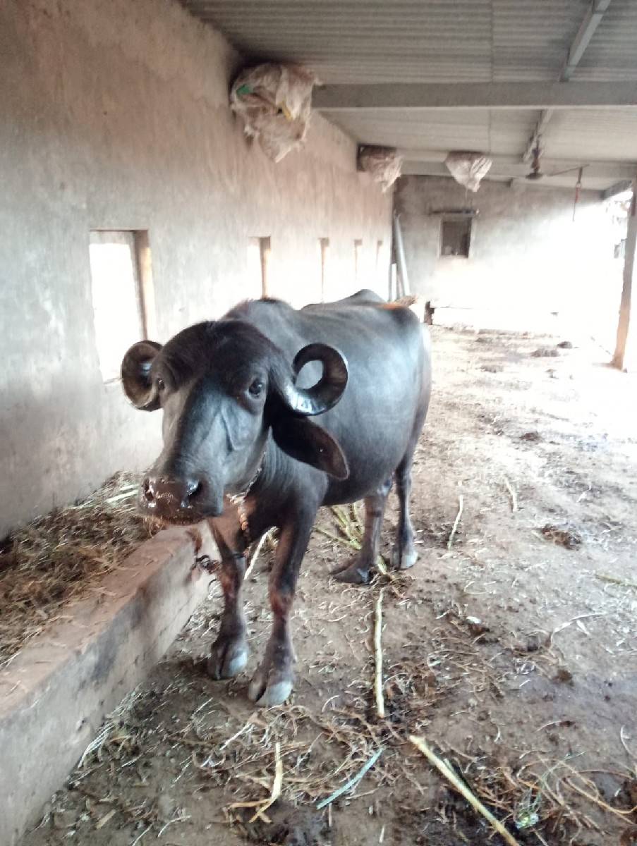 ખળેલી વેચવાની છે