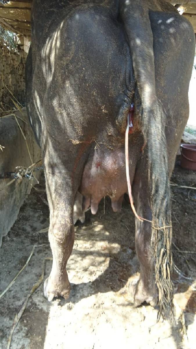 ભેંસ વેચવાની છે