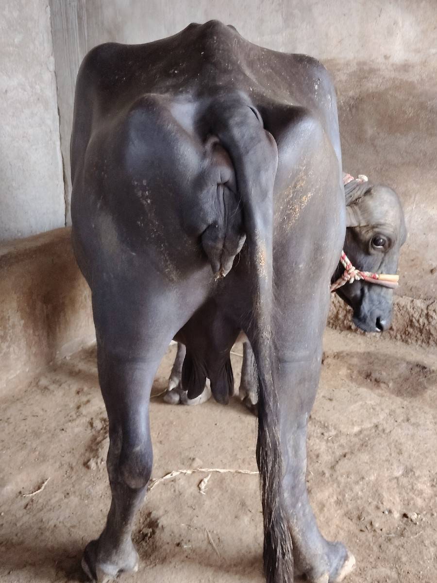 ભેંસ વેચવાની છે