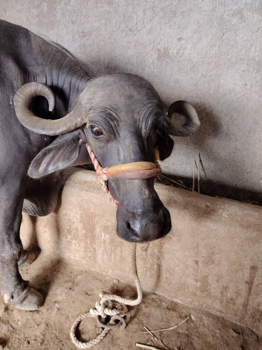 ભેંસ વેચવાની છે