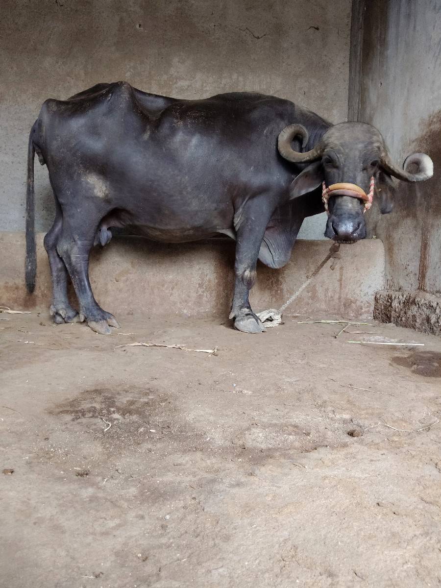 ભેંસ વેચવાની છે