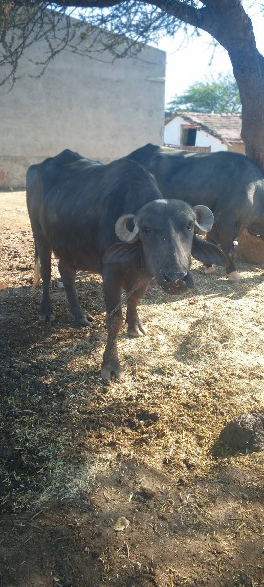 ખંડેલી ભેંસ વેચવાની છે