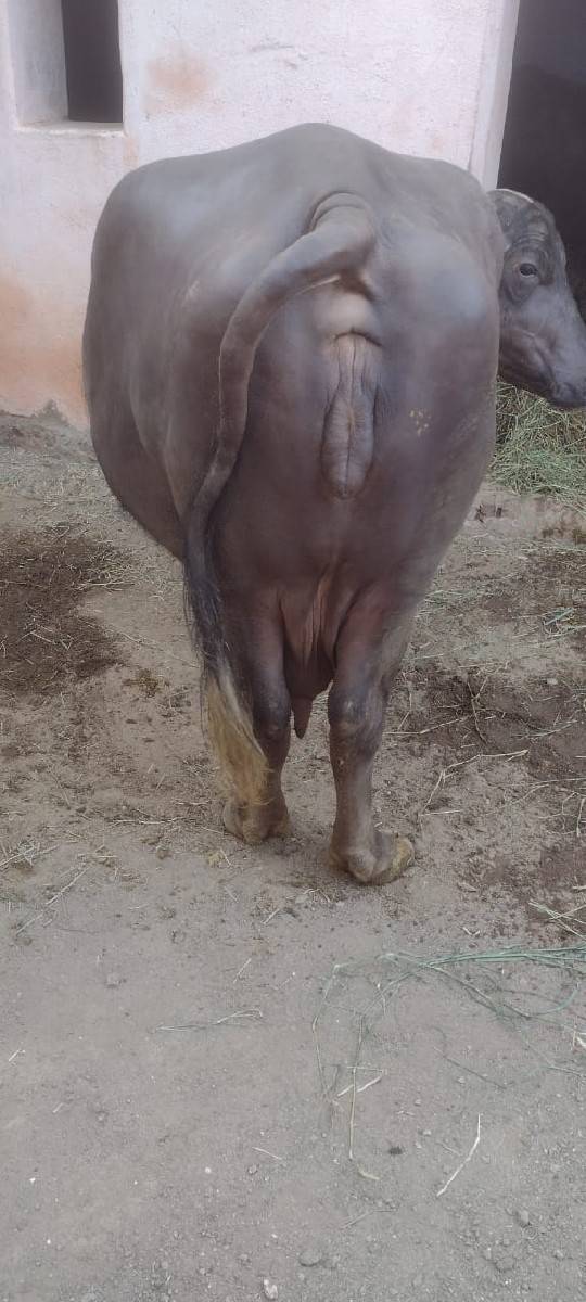 ભેંસ વેચવાની છે ભેંસ વેચવાની છે
