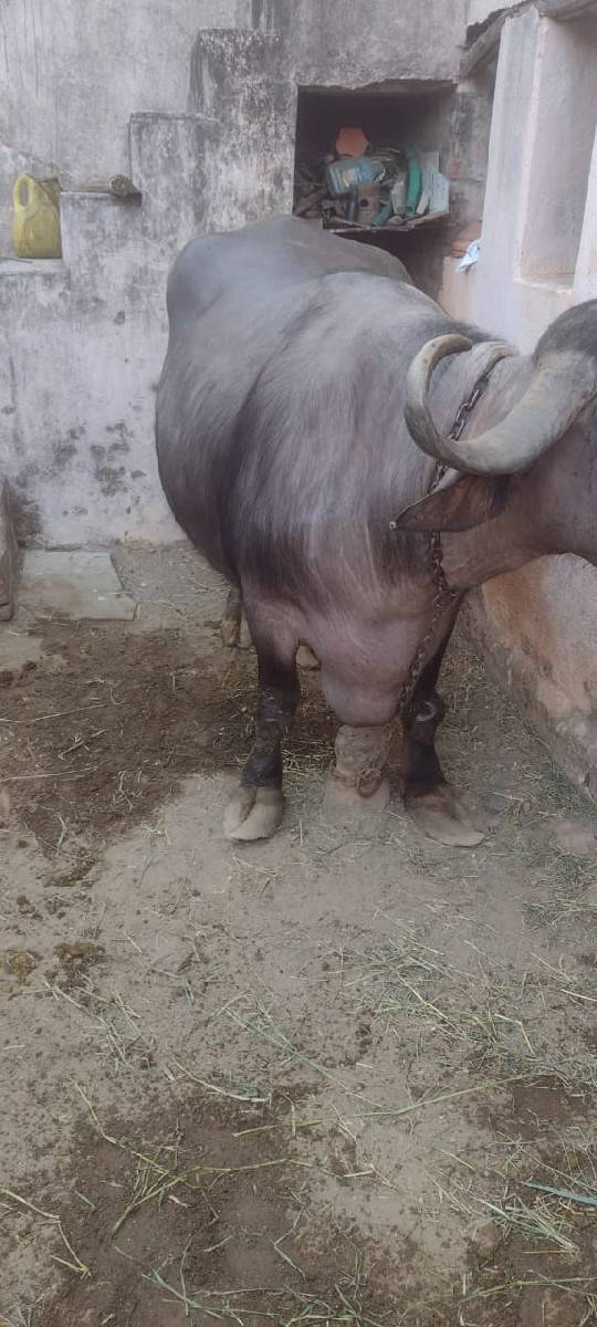 ભેંસ વેચવાની છે ભેંસ વેચવાની છે